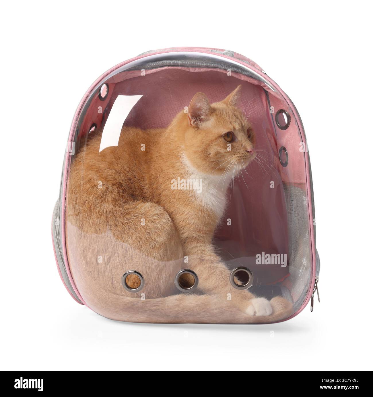 Chat mignon dans le transporteur de sac à dos sur fond blanc Banque D'Images