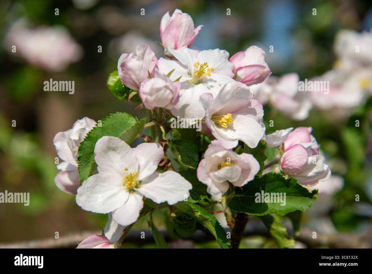 Pommier fleuri dans le jardin, Hollande Banque D'Images