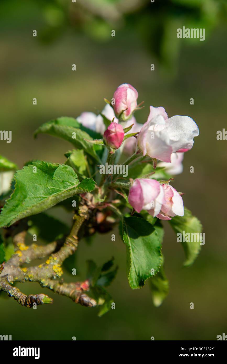 Pommier fleuri dans le jardin, Hollande Banque D'Images