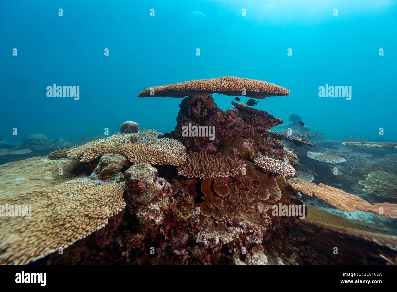 Une scène sous-marine vibrante présente un écosystème de récifs coralliens diversifié, avec diverses formations coralliennes et une vie marine prospérant dans les eaux bleues claires. Banque D'Images Une scène sous-marine vibrante présente un écosystème de récifs coralliens diversifié, avec diverses formations coralliennes et une vie marine prospérant dans les eaux bleues claires. Banque D'Images