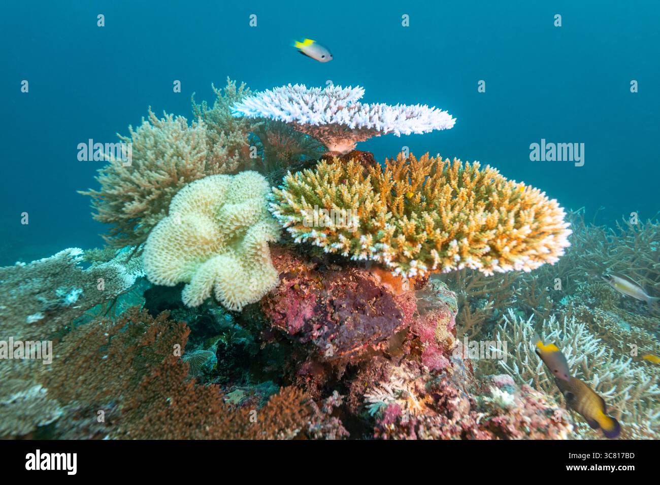 Un récif corallien dynamique grouillant de vie, présentant diverses formations coralliennes et des poissons colorés nageant autour, soulignant la beauté et la biodiversité des écosystèmes sous-marins. Banque D'Images Un récif corallien dynamique grouillant de vie, présentant diverses formations coralliennes et des poissons colorés nageant autour, soulignant la beauté et la biodiversité des écosystèmes sous-marins. Banque D'Images
