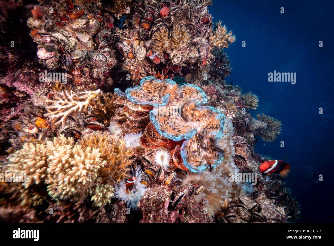 Une scène sous-marine vibrante présente une palourde géante colorée nichée au milieu d'un récif corallien diversifié, avec un poisson-clown cherchant refuge dans les anémones, soulignant les relations symbiotiques et la biodiversité des écosystèmes marins. Banque D'Images