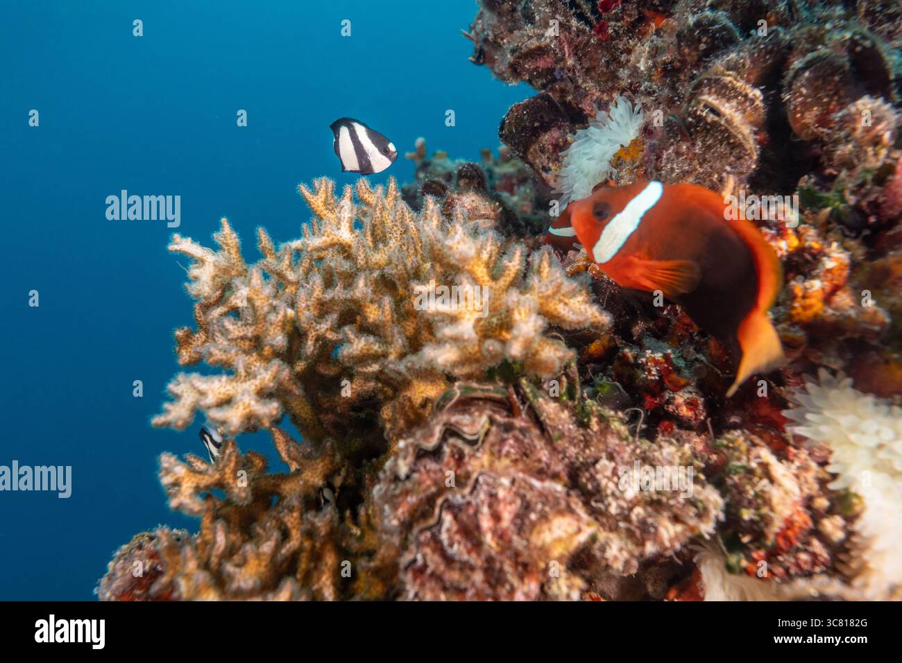 Un poisson-clown est niché dans une anémone de mer sur un récif de corail, tandis qu'une jeune demoiselle nage à proximité. Banque D'Images