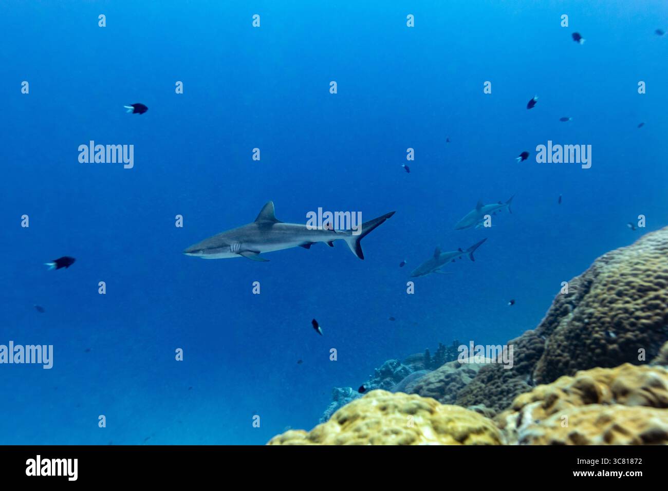 Un groupe de requins de récif gris nage dans l'océan bleu près d'un récif corallien, entouré de petits poissons. Banque D'Images Un groupe de requins de récif gris nage dans l'océan bleu près d'un récif corallien, entouré de petits poissons. Banque D'Images