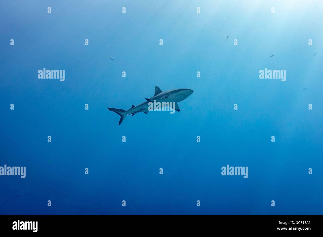 Un requin nage dans l'océan, probablement à la chasse à la nourriture ou à l'exploration de son environnement. Banque D'Images Un requin nage dans l'océan, probablement à la chasse à la nourriture ou à l'exploration de son environnement. Banque D'Images