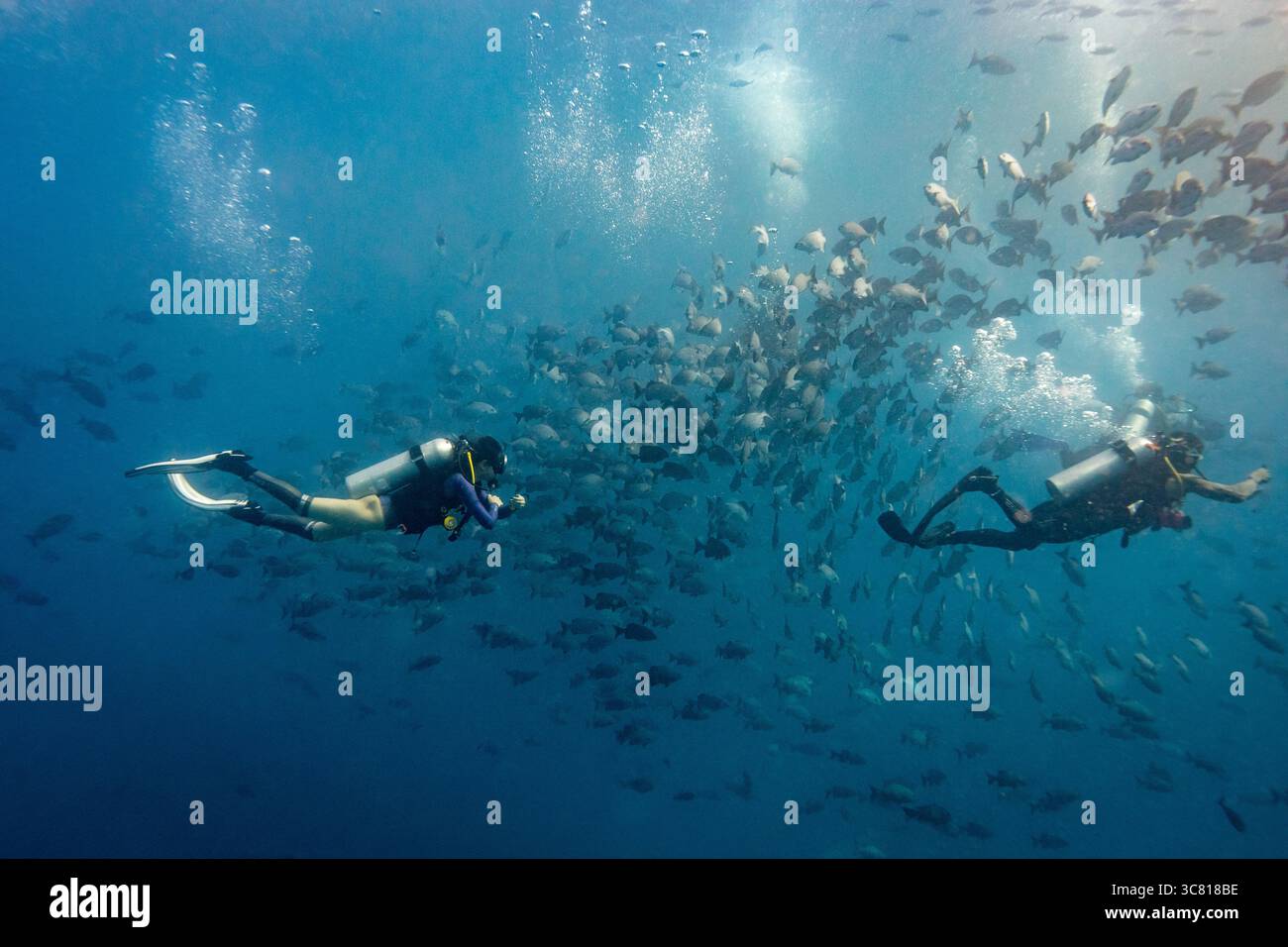 Deux plongeurs nagent à travers une école de poissons, observant la vie marine dans son habitat naturel. Banque D'Images Deux plongeurs nagent à travers une école de poissons, observant la vie marine dans son habitat naturel. Banque D'Images