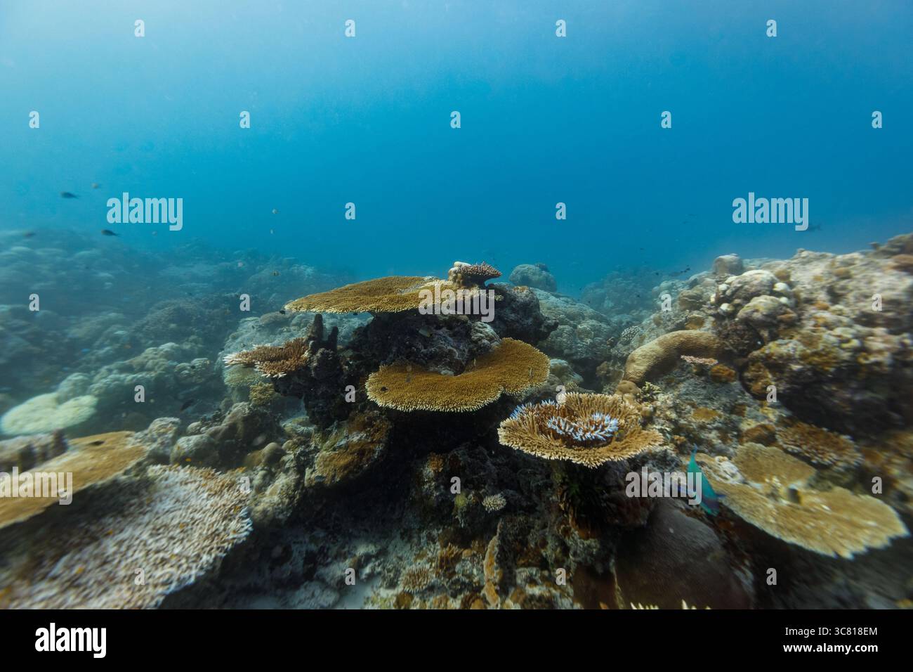 Une vue sous-marine d'un récif corallien, mettant en valeur diverses formations coralliennes et la vie marine, soulignant la biodiversité et l'importance écologique de ces écosystèmes sous-marins. Banque D'Images
