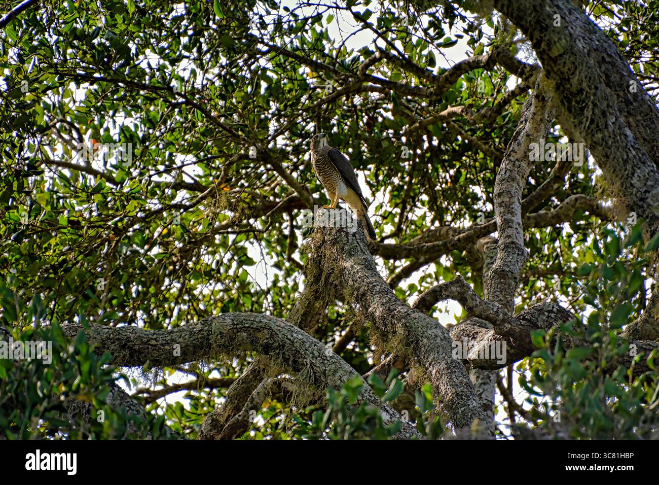 L'oiseau est dans son environnement naturel, Rundschwanzhabicht, Astur cooperii, Rundschwanzsperber, faucon de Cooper Banque D'Images