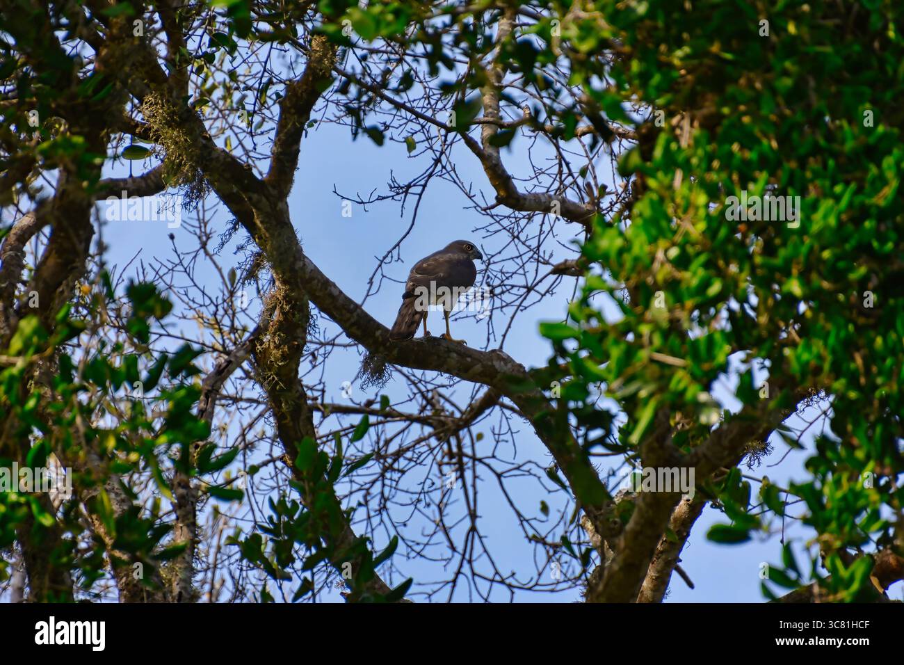 L'oiseau est dans son environnement naturel, Rundschwanzhabicht, Astur cooperii, Rundschwanzsperber, faucon de Cooper Banque D'Images