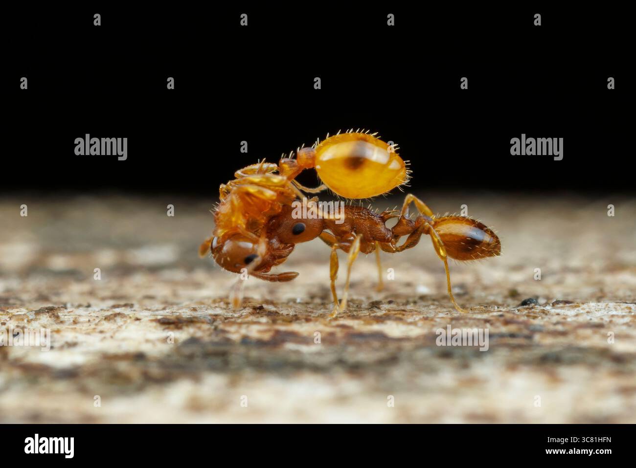 Un travailleur de fourmi de glands à spins courbés (Temnothorax curvispinosus) porte un autre (porteur social), probablement dans le cadre du déplacement de la colonie vers un nouvel emplacement. Banque D'Images