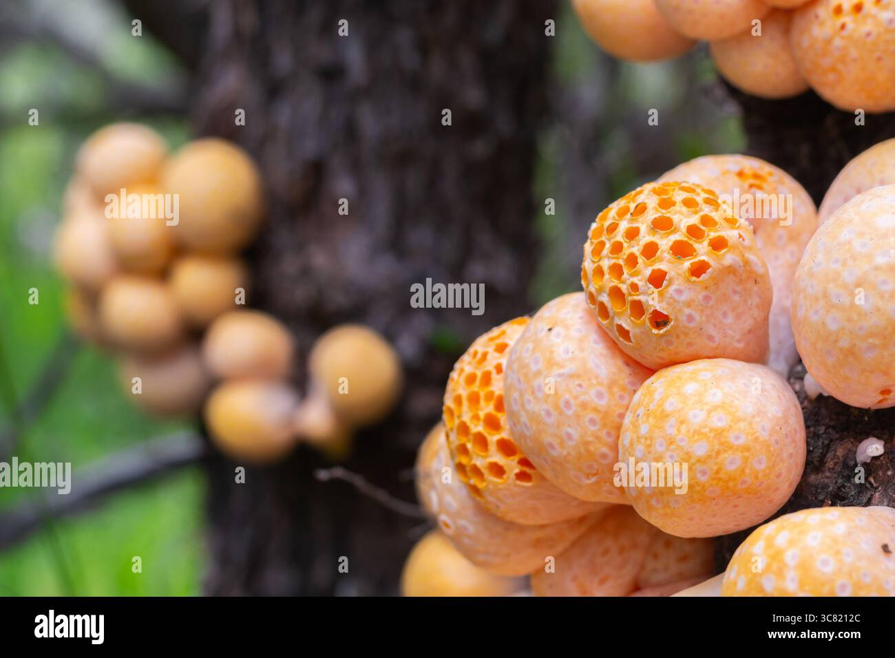 Llao Llao (Cyttaria hariotii) poussant dans le ñire vivant (Nothofagus antarctica) dans la forêt andine de Patagonie (Chubut, Argentine) Banque D'Images