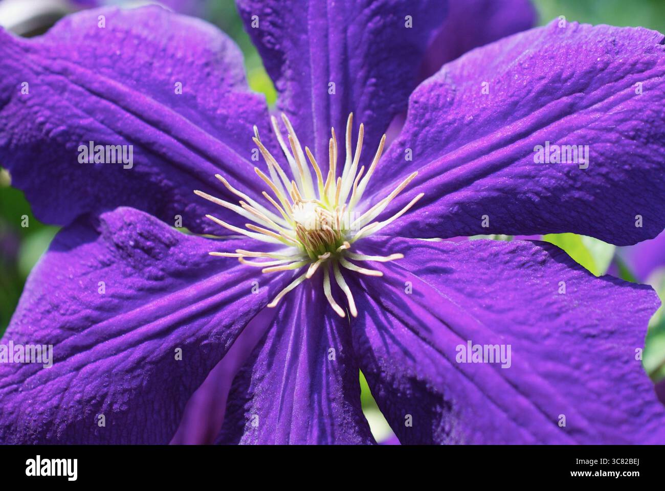 gros plan fleur violette clématite Banque D'Images
