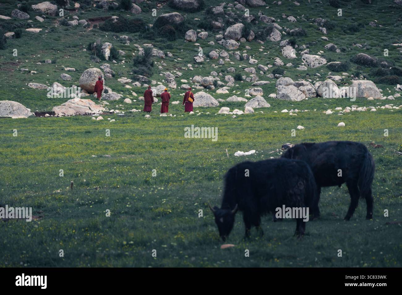 Lama, moines du bouddhisme tibétain, marchant à travers le pré Banque D'Images