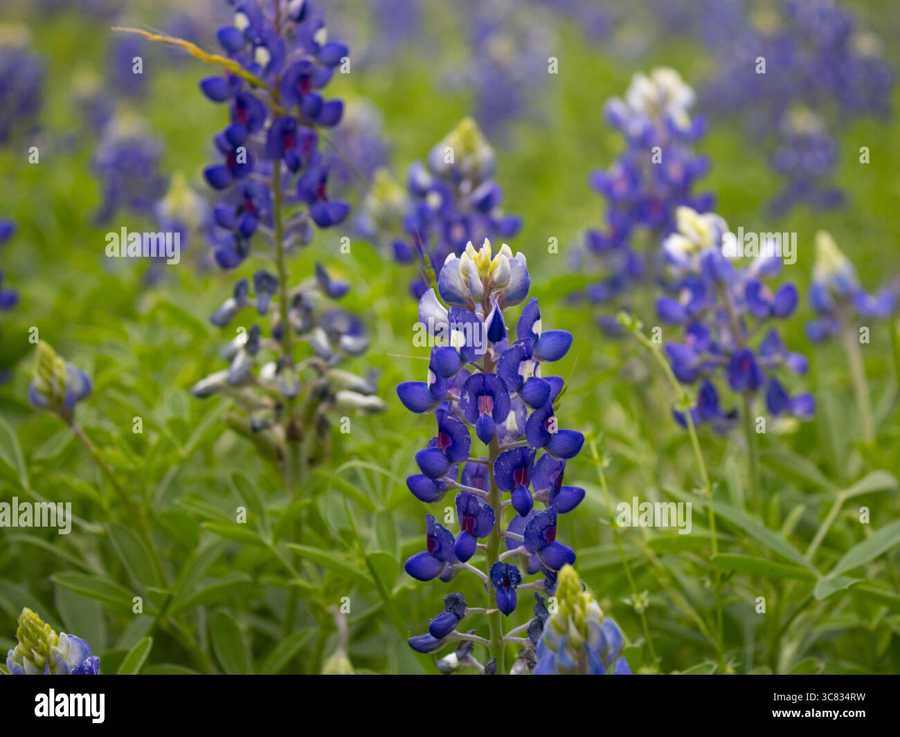 Gros plan d'une fleur de bleuet du Texas (Lupinus texensis) Banque D'Images