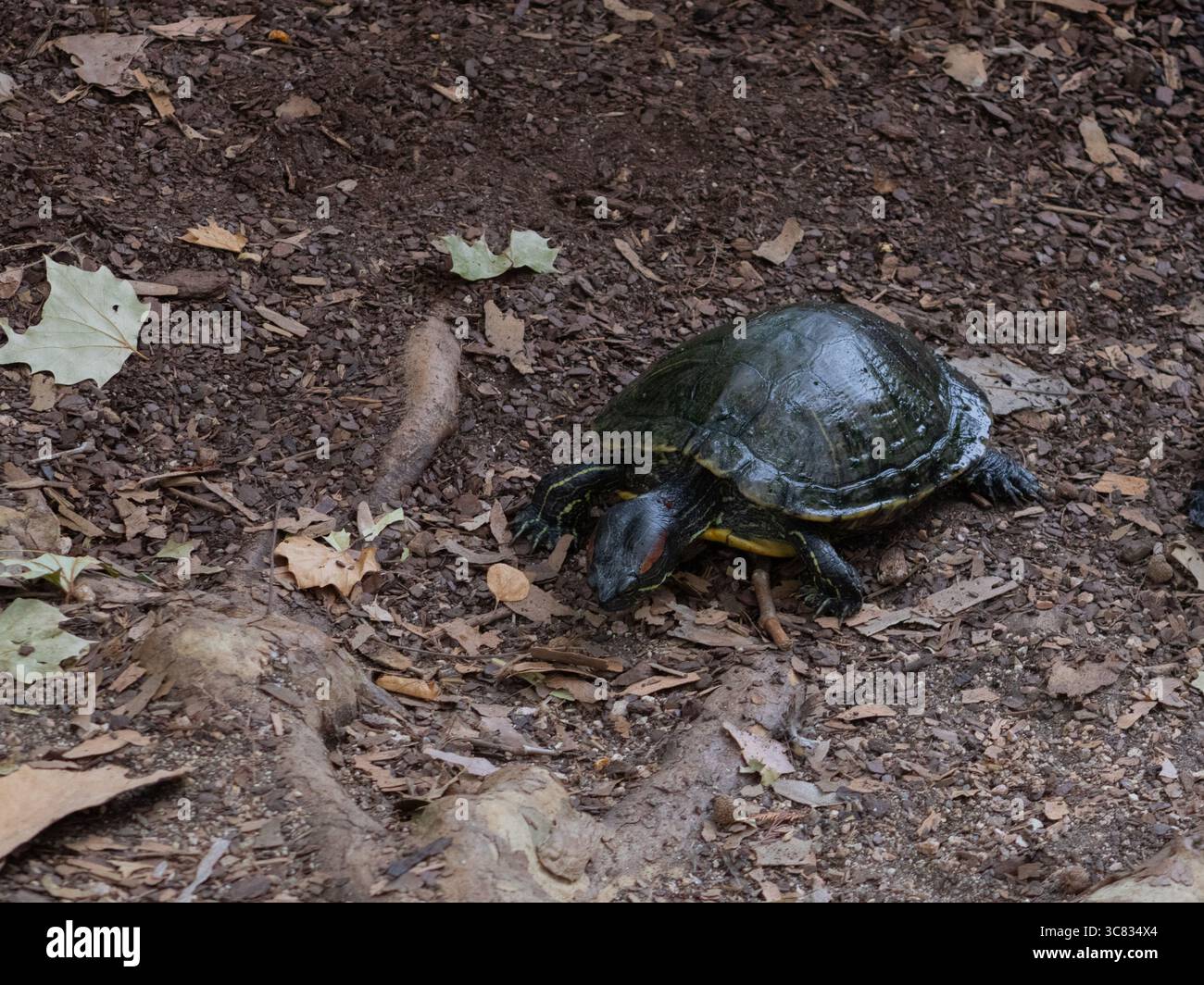 Une tortue terrestre marchant sur la terre sèche, capturée à mi-foulée dans un cadre naturel en plein air aux jardins botaniques de San Antonio. Banque D'Images