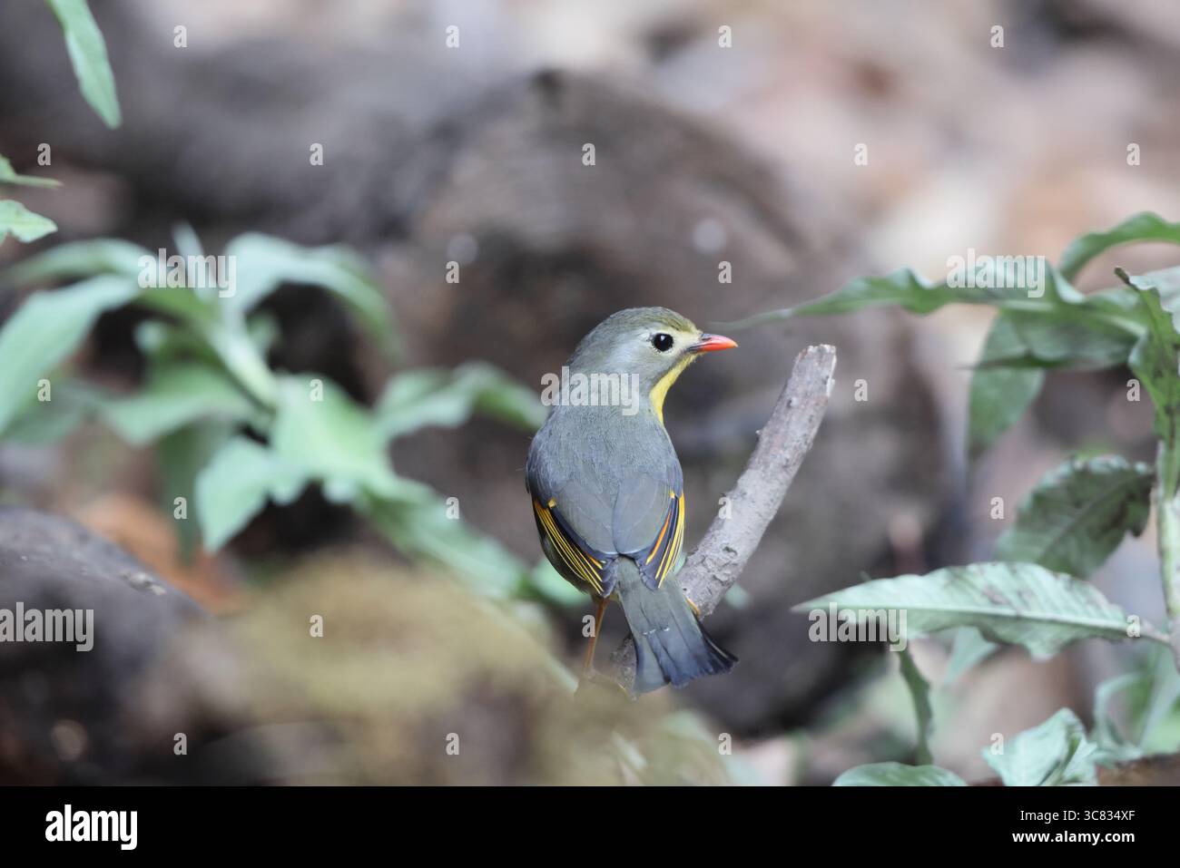 Le leiothrix à bec rouge (Leiothrix lutea kumaiensis) est un membre de la famille des Leiothrichidae, originaire du sud de la Chine et de l'Himalaya. Banque D'Images