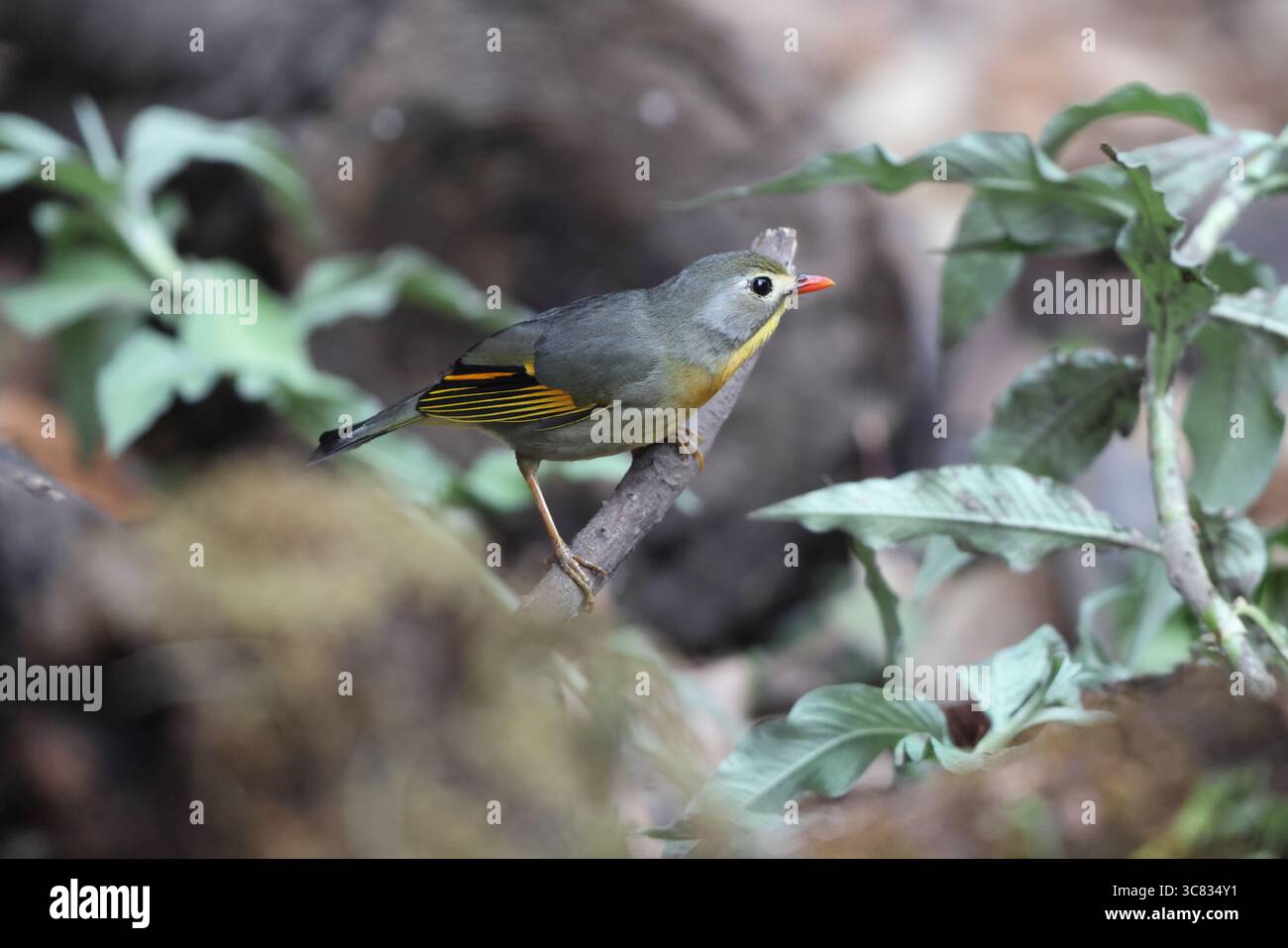Le leiothrix à bec rouge (Leiothrix lutea kumaiensis) est un membre de la famille des Leiothrichidae, originaire du sud de la Chine et de l'Himalaya. Banque D'Images