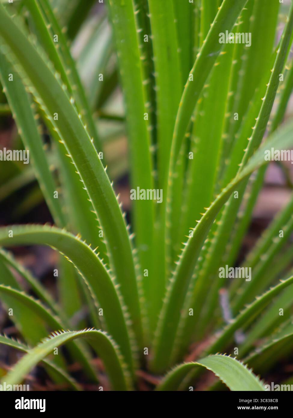 Texas Sotol (Dasylirion texanum) dans l'habitat naturel – plante épi du désert originaire du Texas Banque D'Images