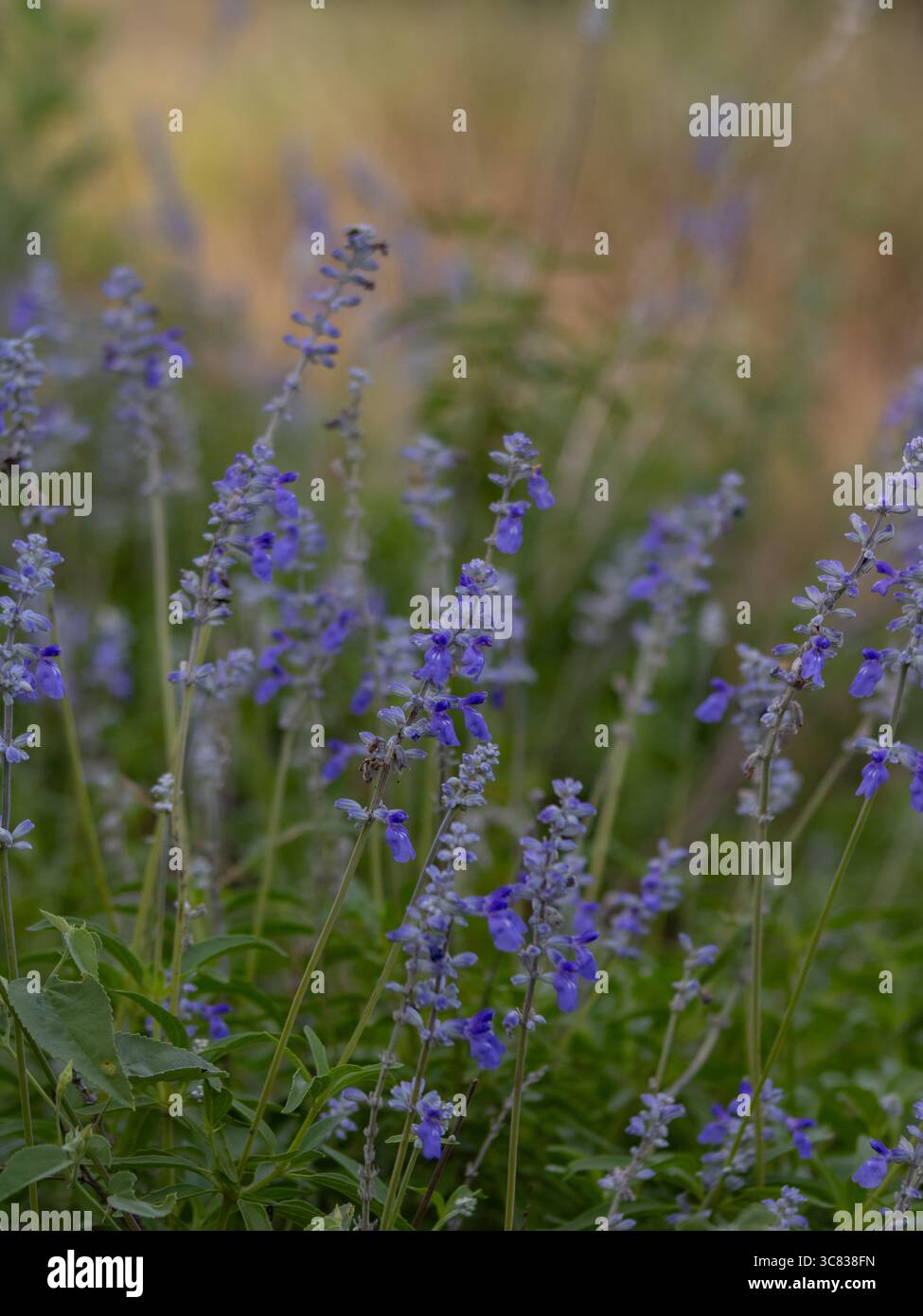 Sauge bleue farinacée (Salvia farinacea) – fleurs sauvages indigènes du Texas avec des fleurs bleues vibrantes Banque D'Images
