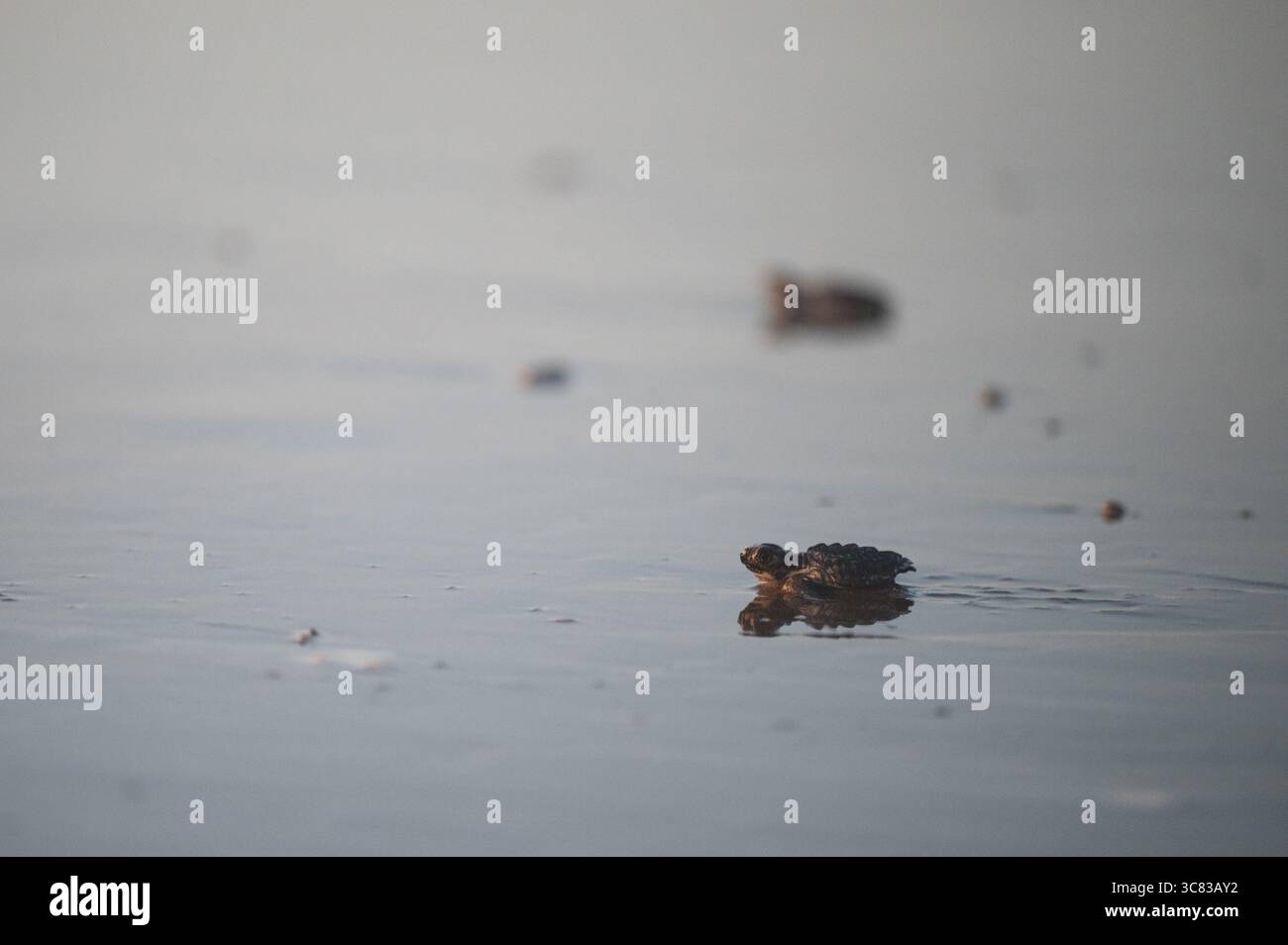 Éclosion fraîche de tortues de mer Baby crawl sur la plage de sable humide Banque D'Images