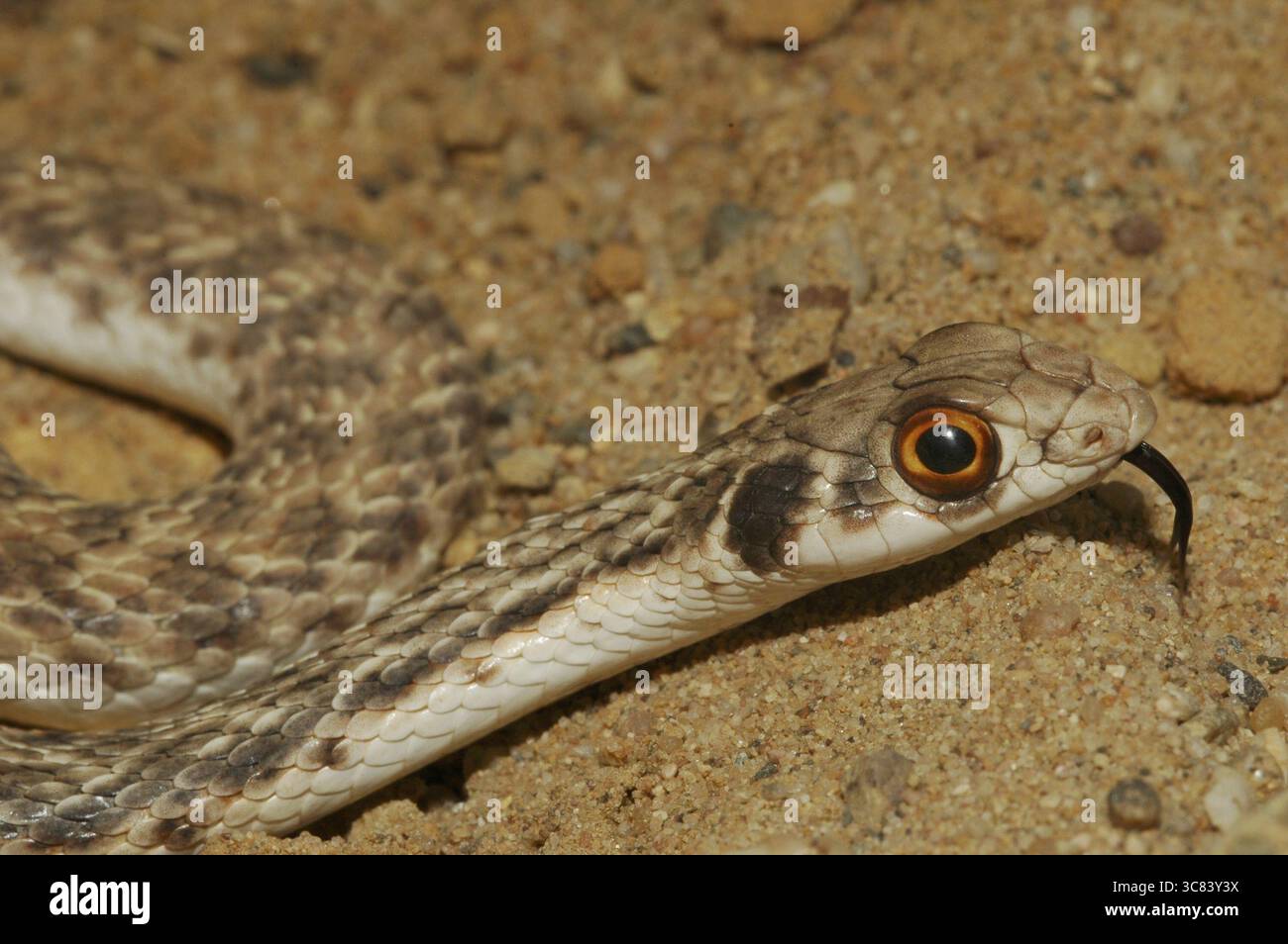 Serpent de Montpellier oriental (Malpolon monspessulanus insignitus) Banque D'Images