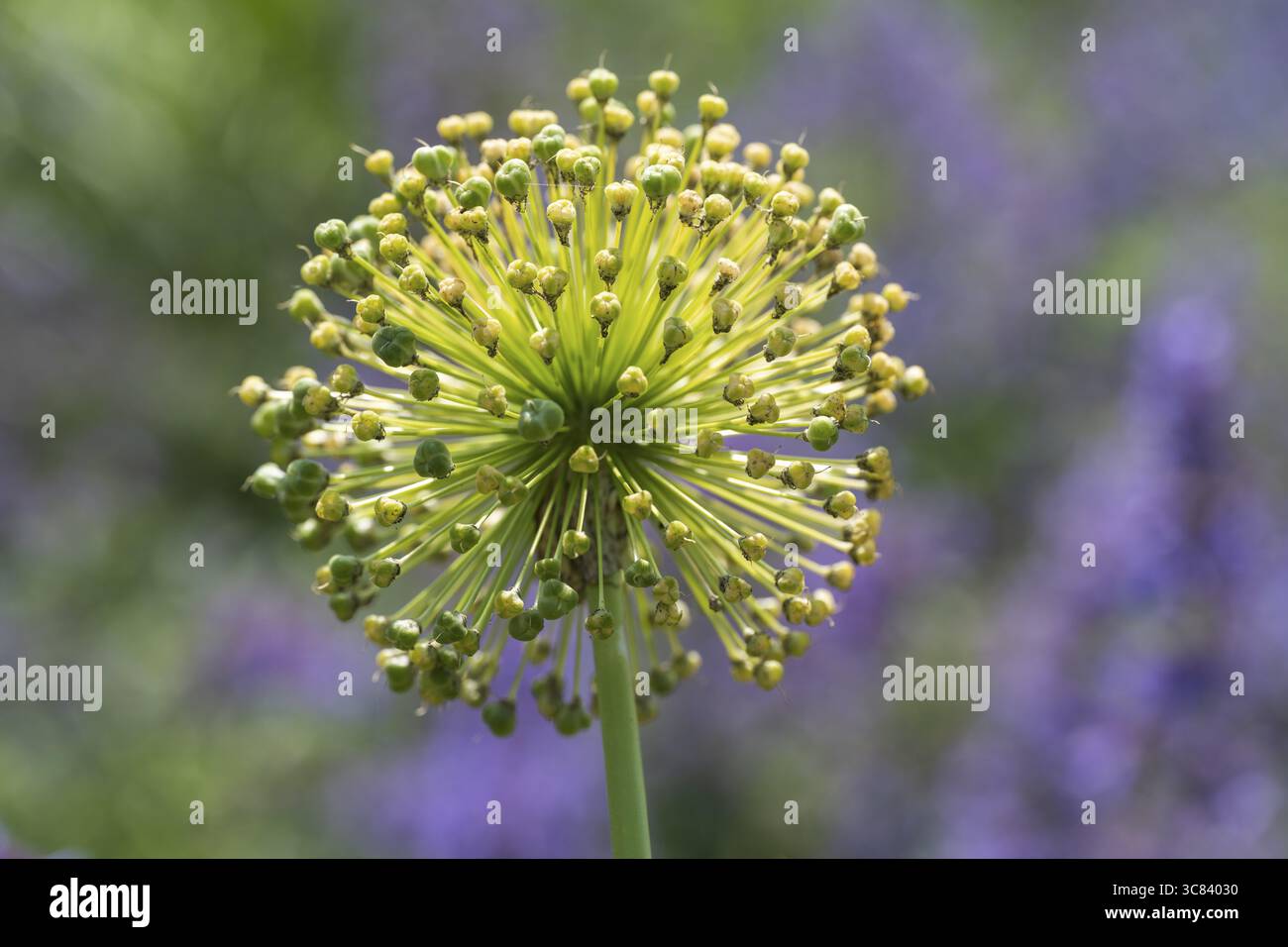 Poireaux de campagne (Allium ampeloprasum), fanés, Westphalie, Rhénanie du Nord-Westphalie, Allemagne Banque D'Images