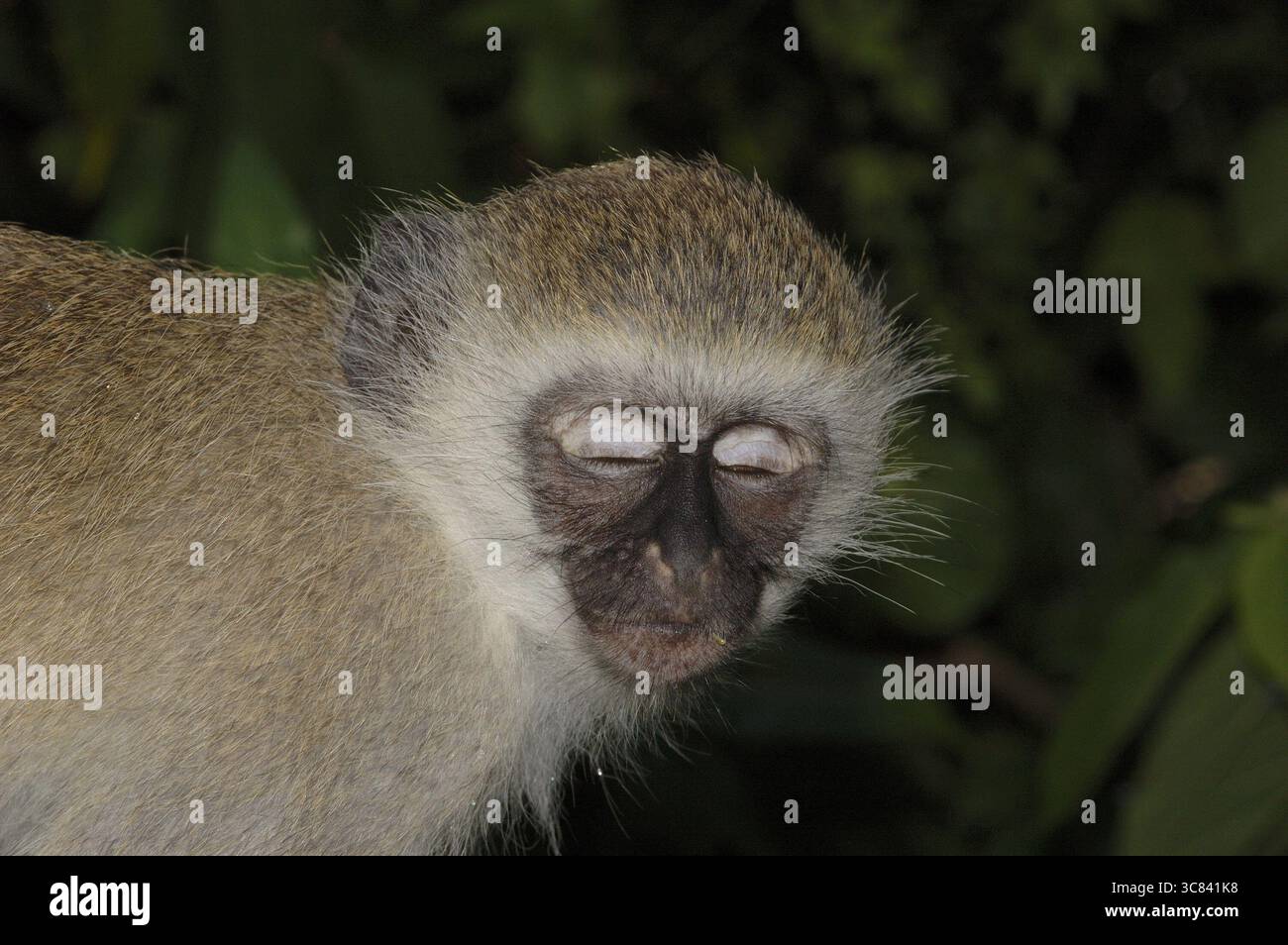 Un singe (Chlorocebus pygerythrus) Banque D'Images