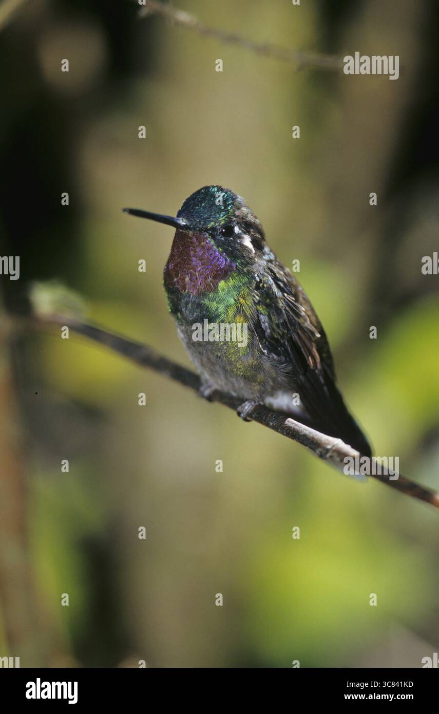 Nymphe mâle à gorge violette (Lampornis calolaema) Banque D'Images