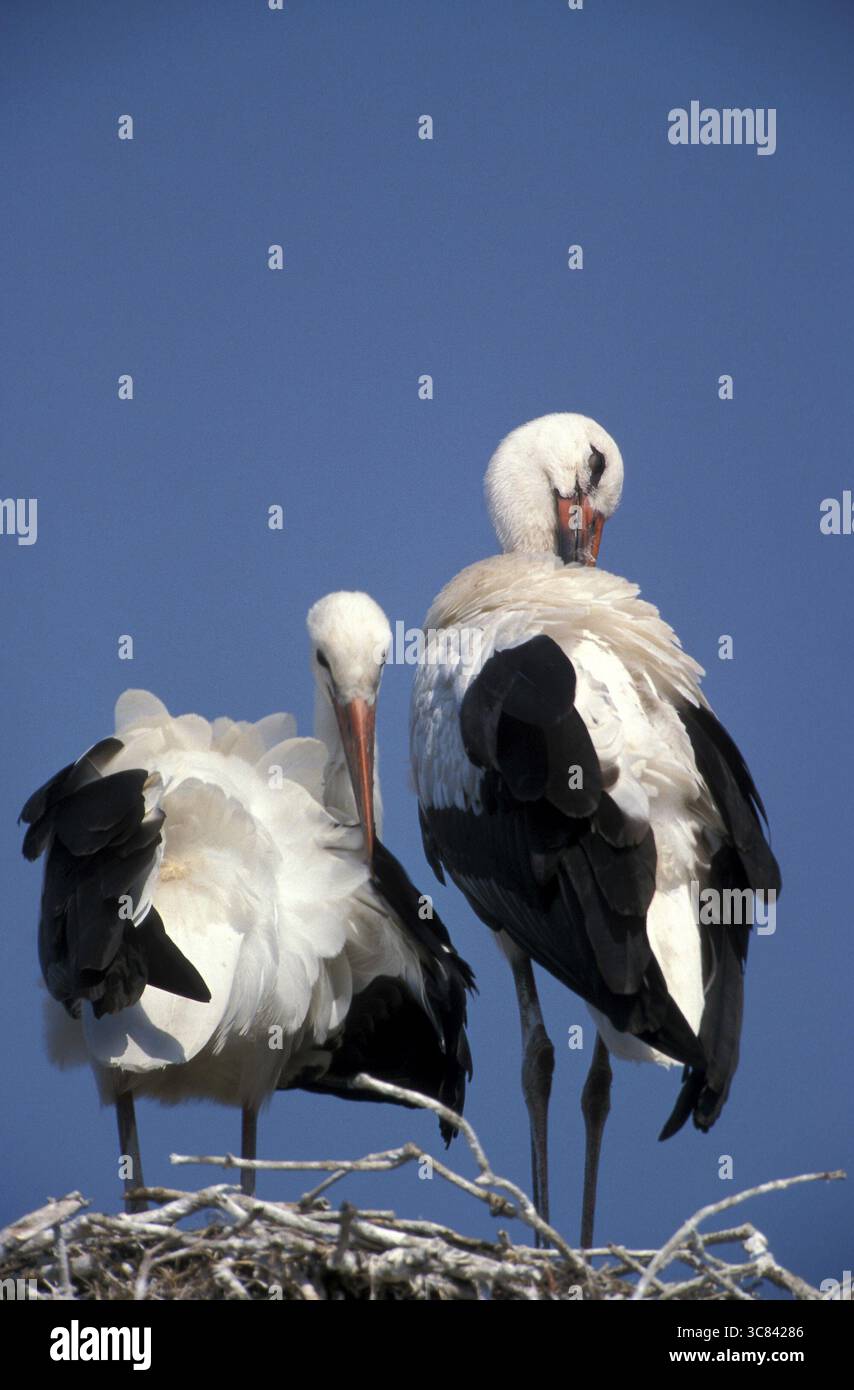 Cigogne Blanche (Ciconia ciconia) Banque D'Images