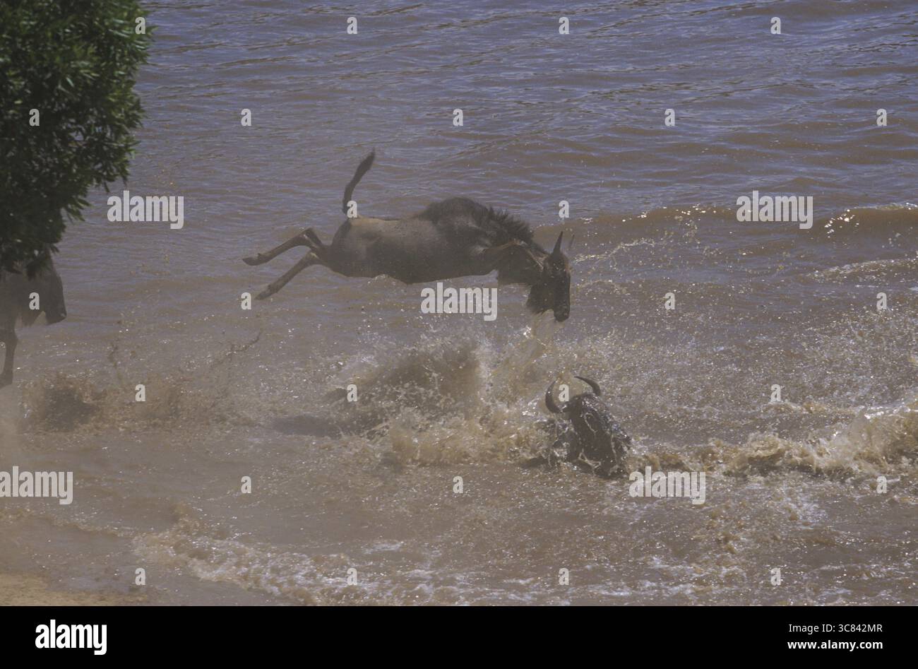 Gnous traversant la rivière Mara (Connochaetes taurinus) Banque D'Images
