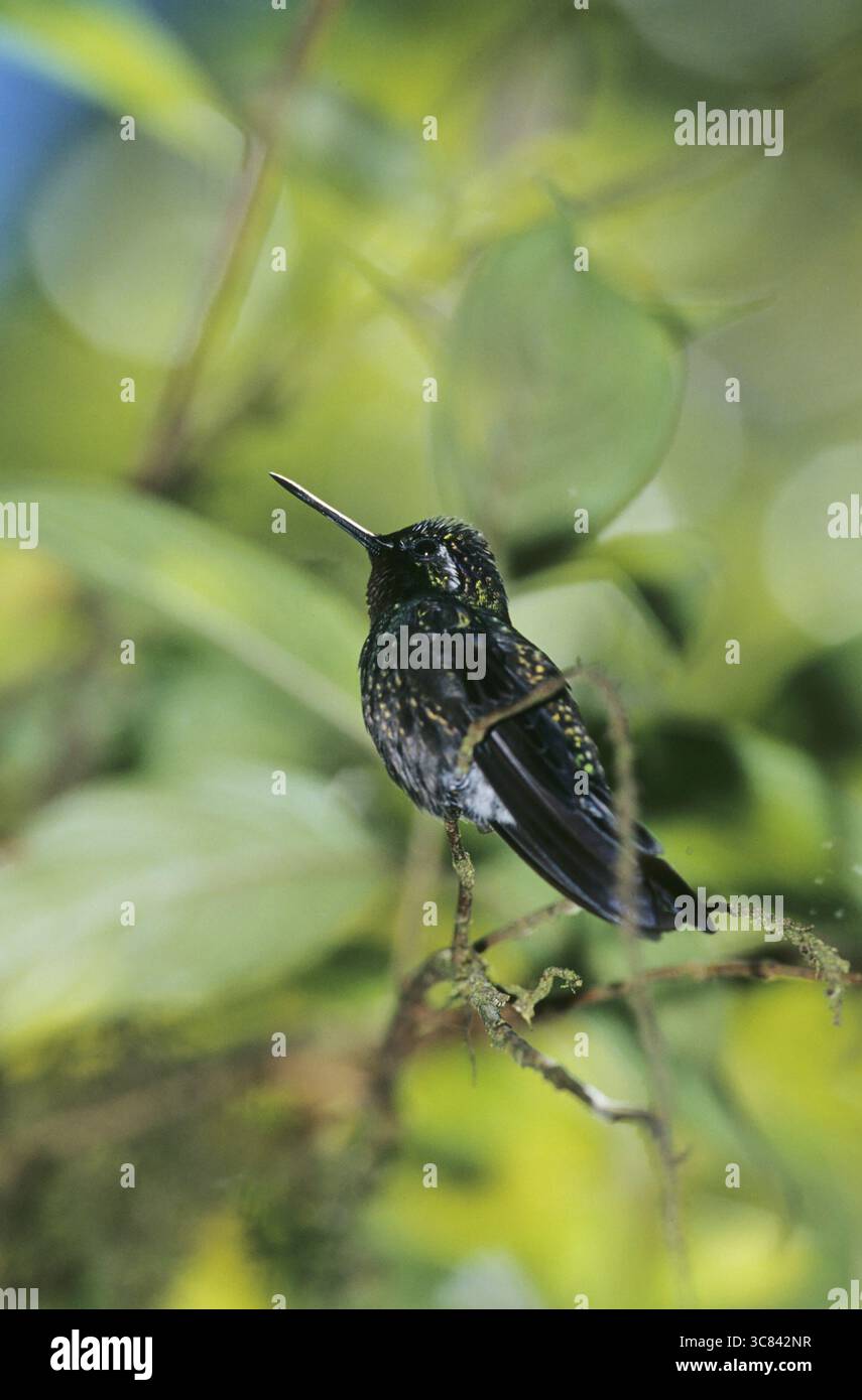 Nymphe mâle à gorge violette (Lampornis calolaema) Banque D'Images