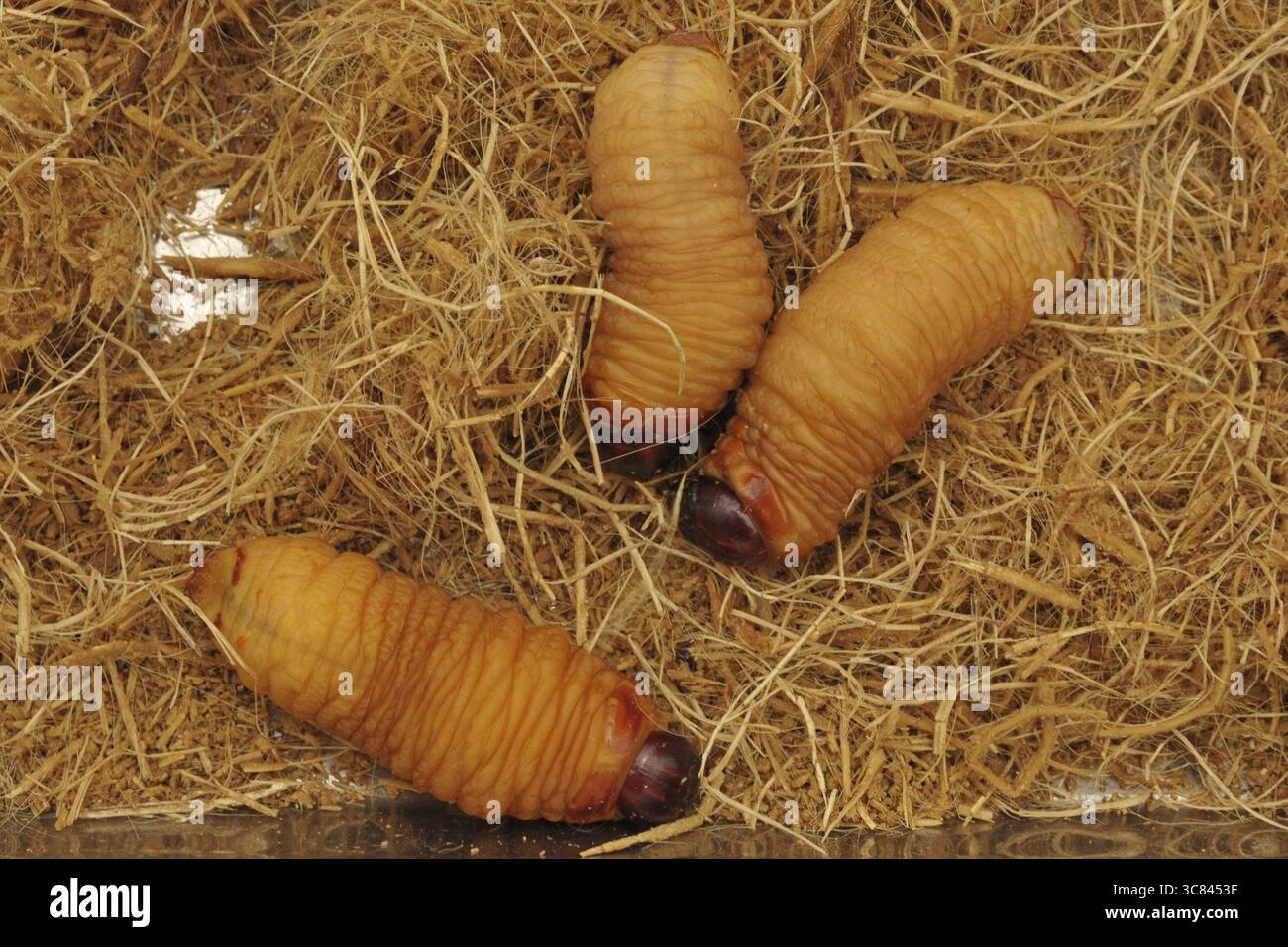 Larves de coléoptères Acete de suri (Rhynchophorus palmarum) Banque D'Images
