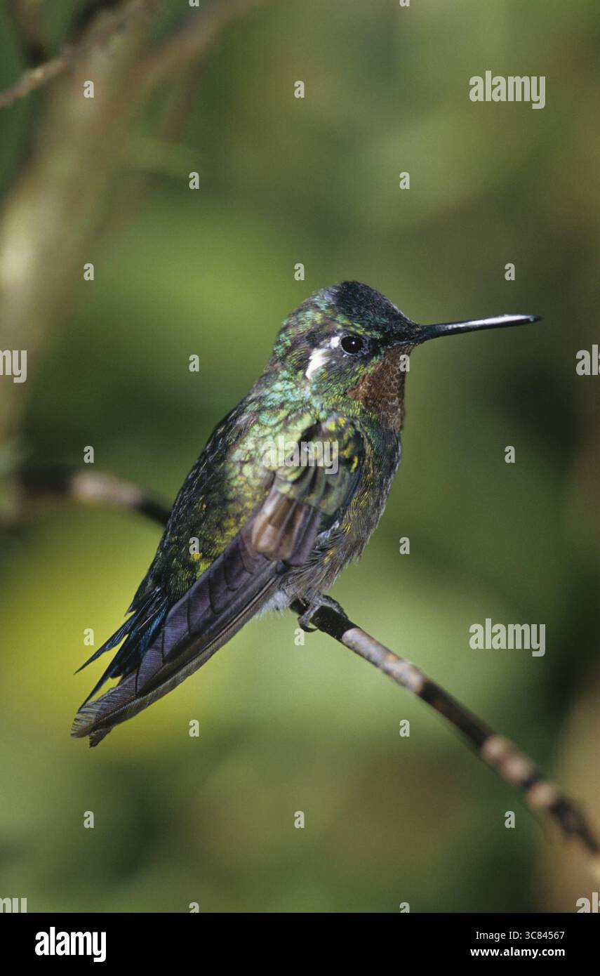 Nymphe mâle à gorge violette (Lampornis calolaema) Banque D'Images
