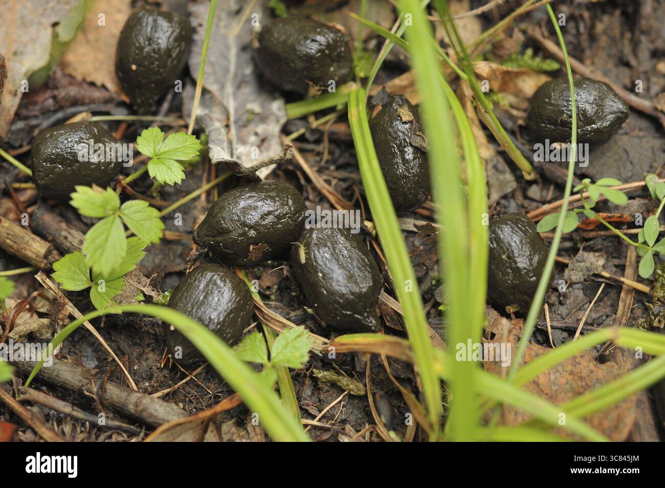 Le chevreuil (Capreolus capreolus) Banque D'Images