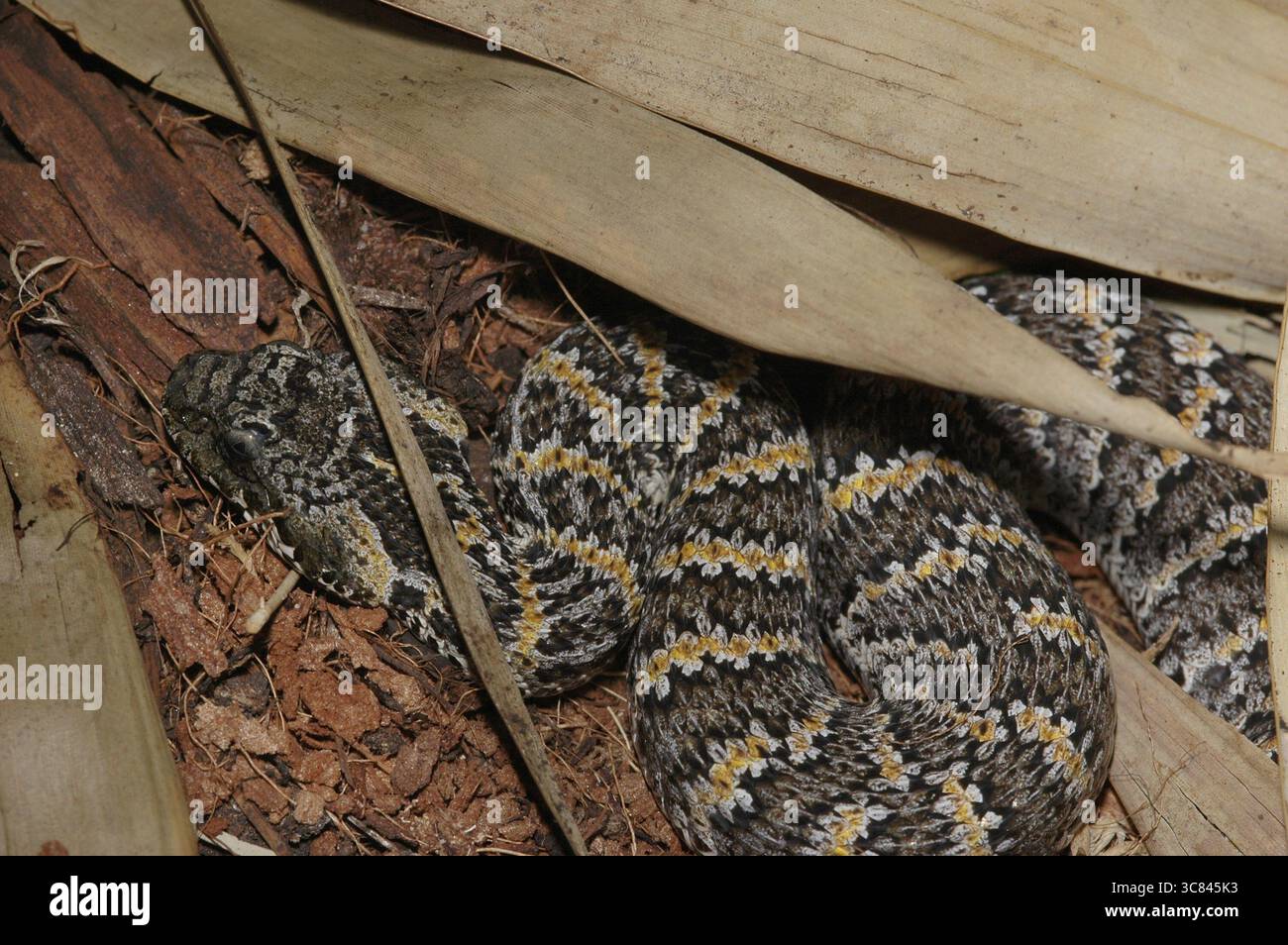 Additionneur de mort à griffes rugueuses (Acanthophis rugosus) Banque D'Images