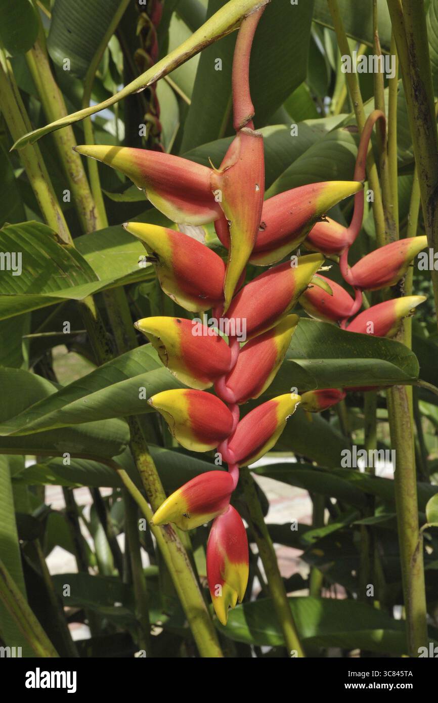 Griffe de homard suspendue, Heliconia rouge, faux oiseau de paradis (Heliconia rostrata) Banque D'Images Griffe de homard suspendue, Heliconia rouge, faux oiseau de paradis (Heliconia rostrata) Banque D'Images