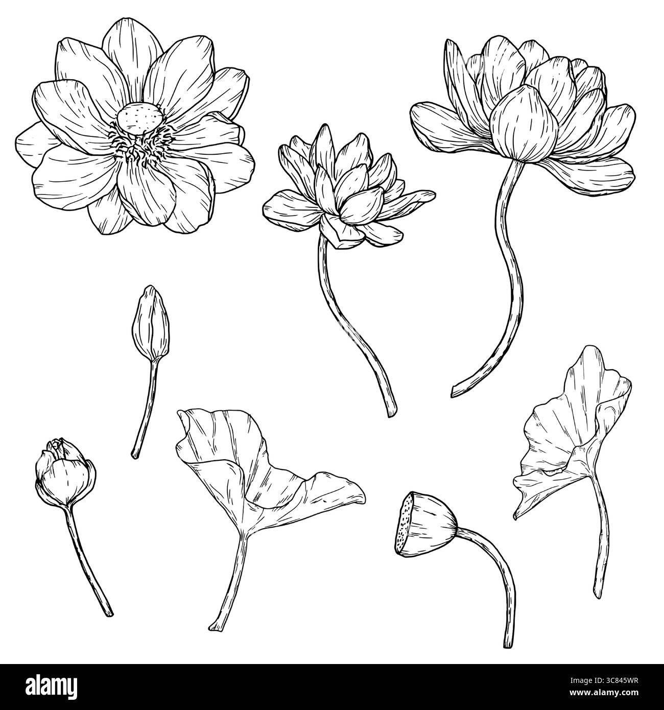 Une fleur de lotus et des bourgeons de raisins secs, un ensemble de silhouettes florales, un croquis noir et blanc. Nénuphars et feuilles, isolés sur fond blanc. Pour Illustration de Vecteur