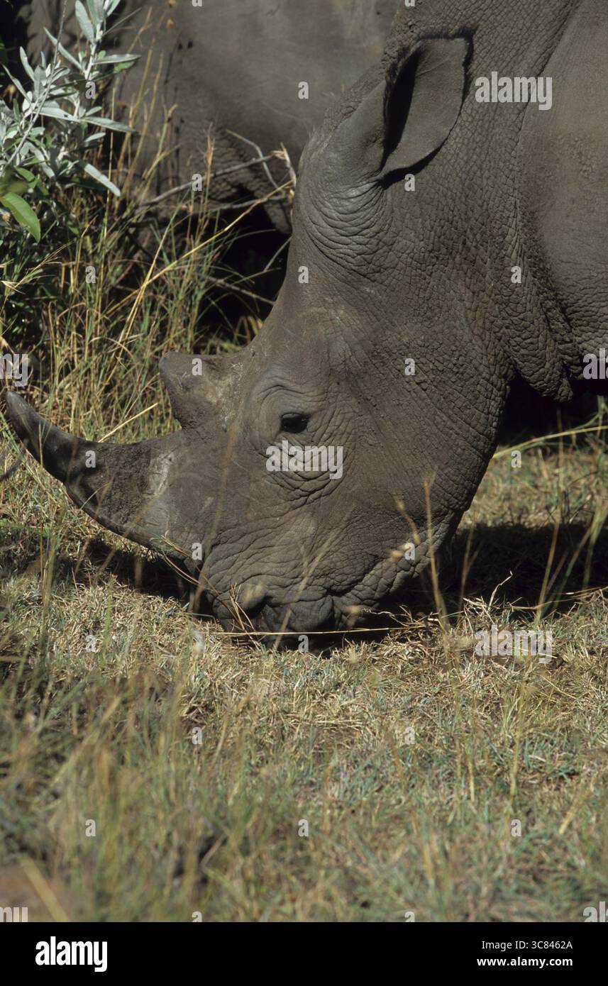 Rhinocéros blancs (Ceratotherium simum simum) Banque D'Images