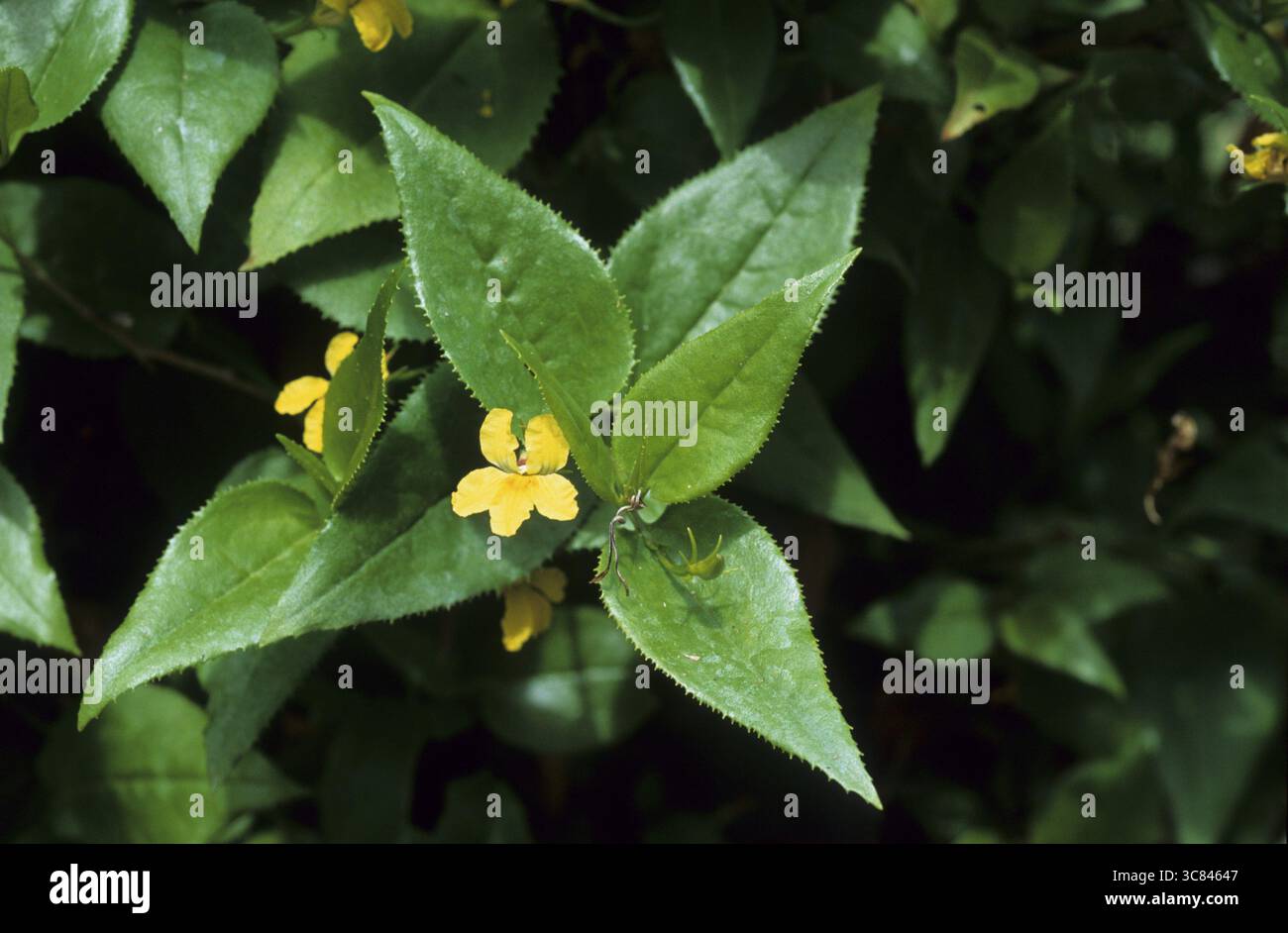Goodenia (Goodenia ovata) Banque D'Images