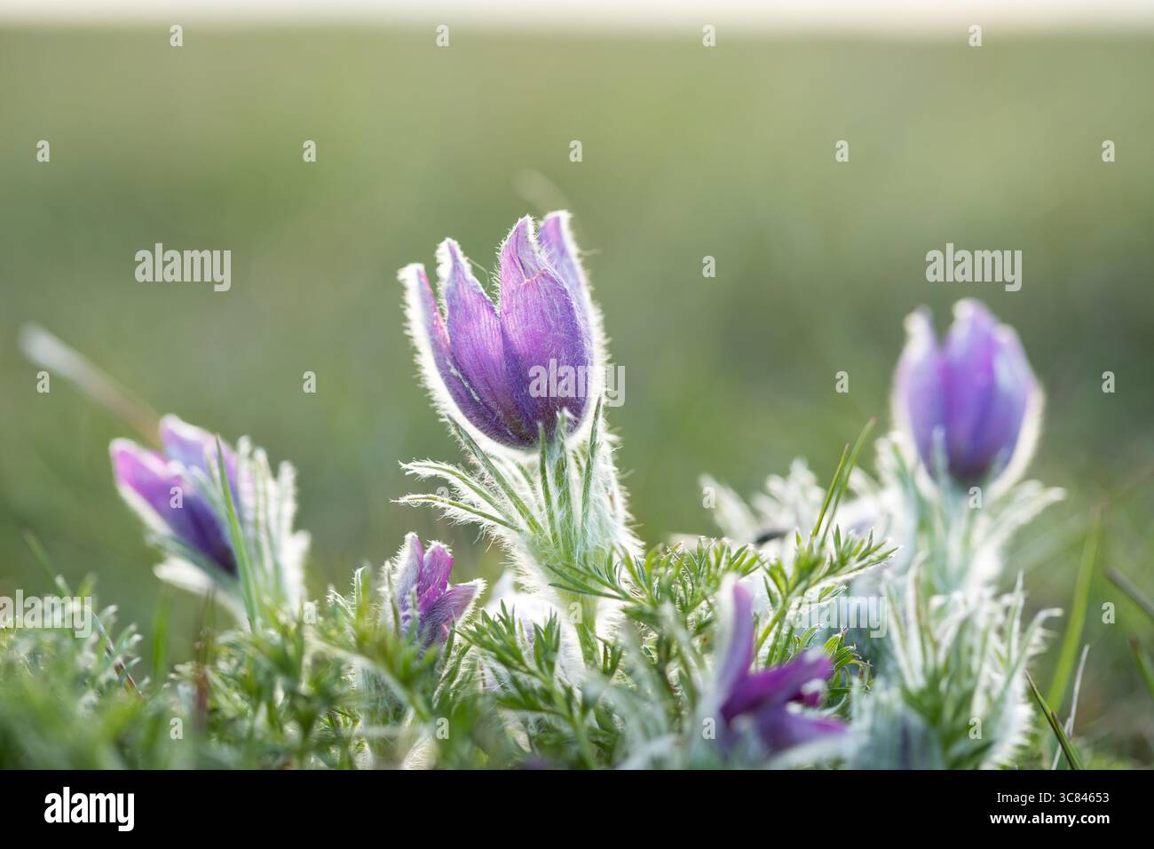 Fleur Pasque commune (Pulsatilla vulgaris) en macro gros plan rétro-éclairé, avec espace de copie Banque D'Images