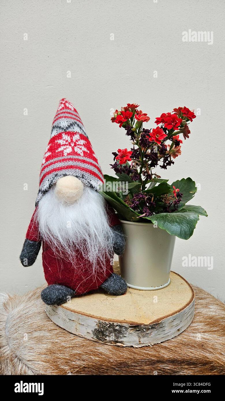 Un gnome de style scandinave se tient à côté d'un kalanchoe rouge en pot sur une tranche de bois rustique. - Image de stock capturée avec un smartphone
