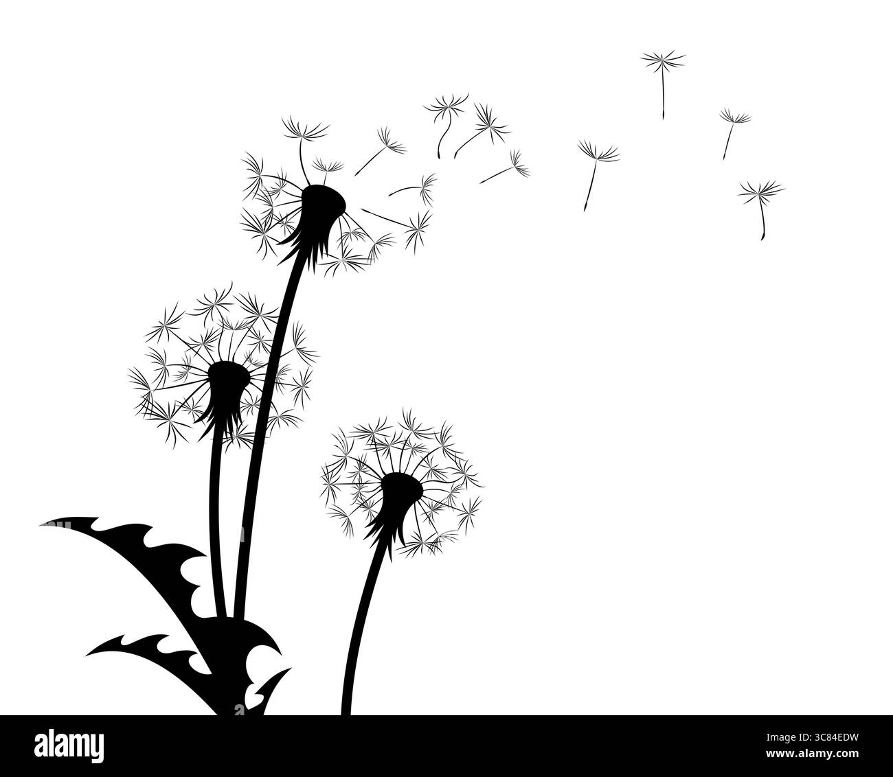 Une fleur d'un pissenlit de champ avec des graines volantes. Illustration de Vecteur