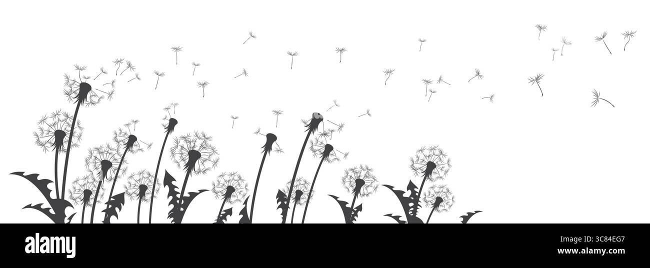 Les fleurs de pissenlit avec des graines volantes. Illustration de Vecteur