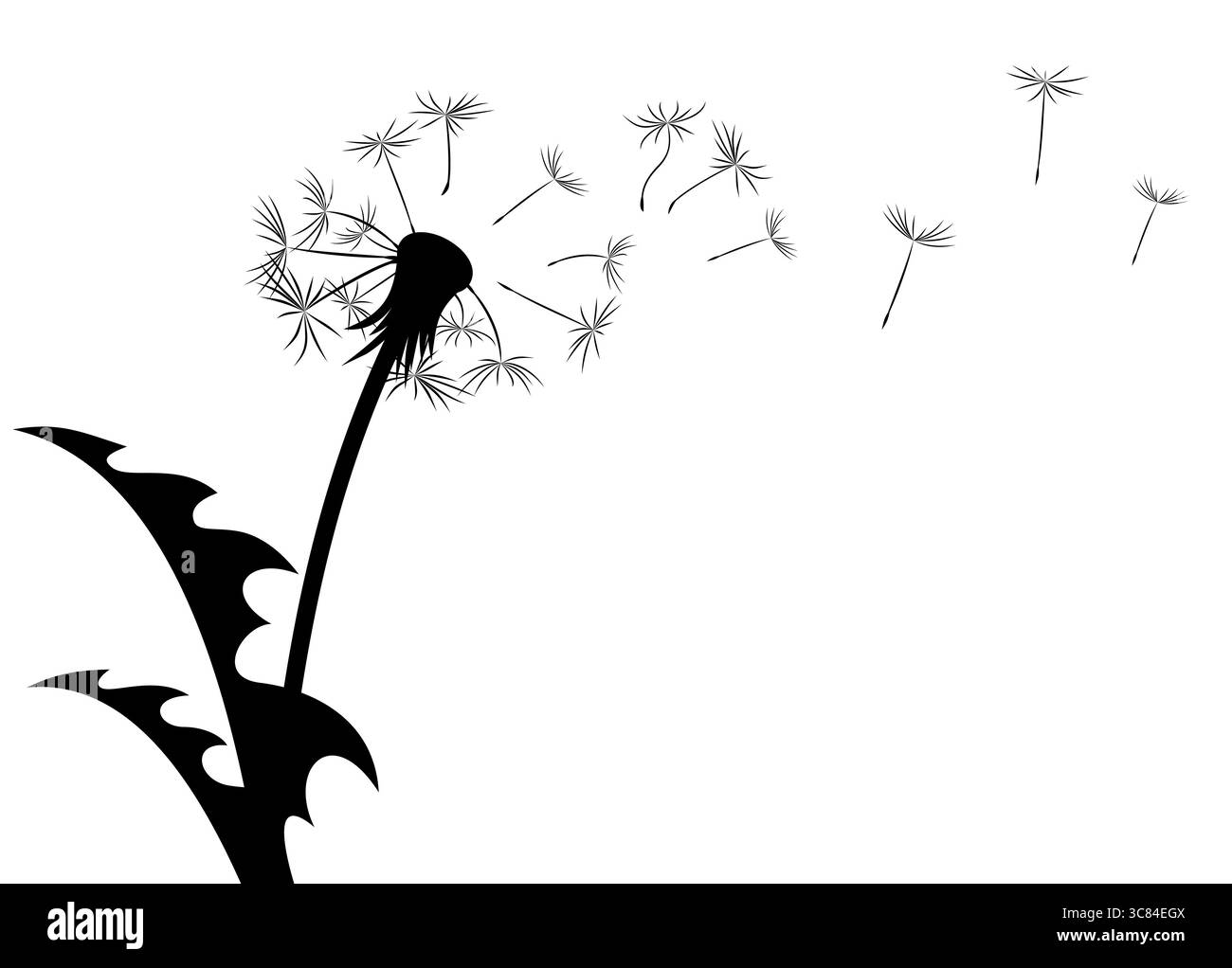 Une fleur d'un pissenlit de champ avec des graines volantes. Illustration de Vecteur