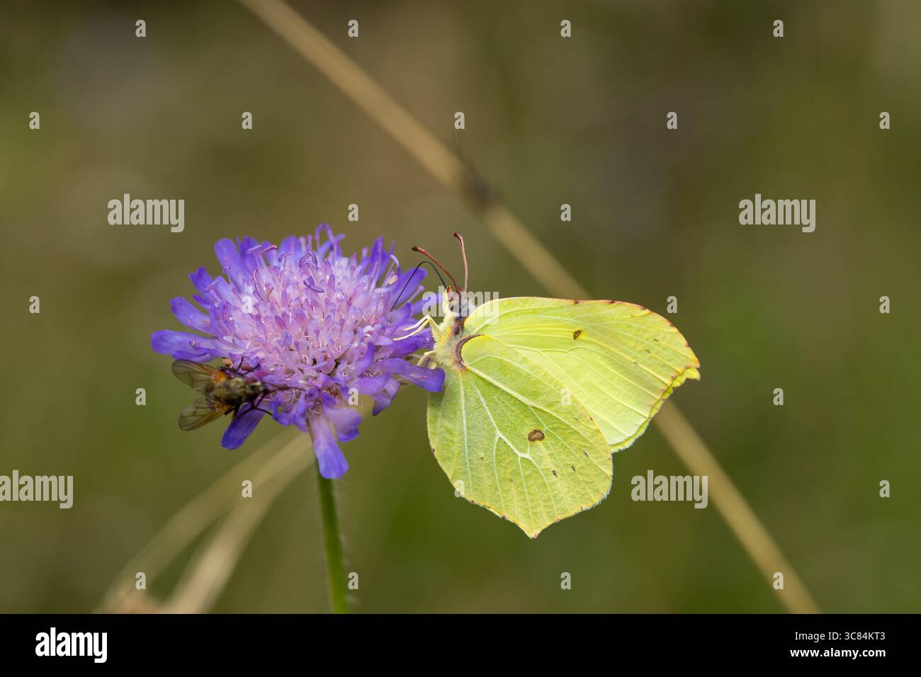 Papillon Brimstone, Gonepteryx rhamni sur fleur violette, papillon jaune de côté macro Banque D'Images