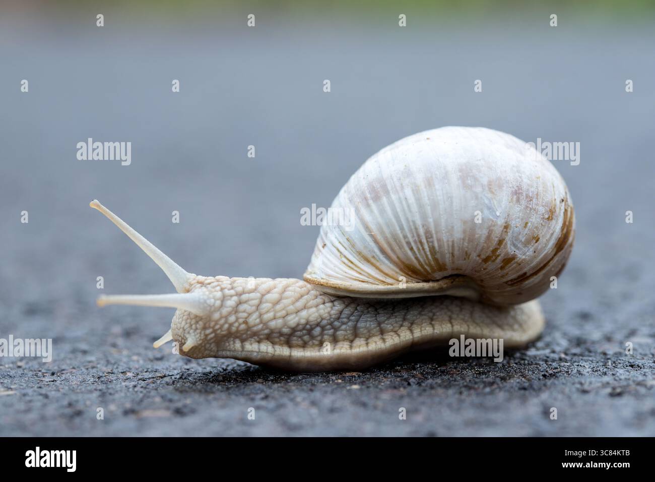 Escargot de vigne sur route asphaltée gros plan avec fond flou, détails d'escargot, escargot de nourriture Banque D'Images