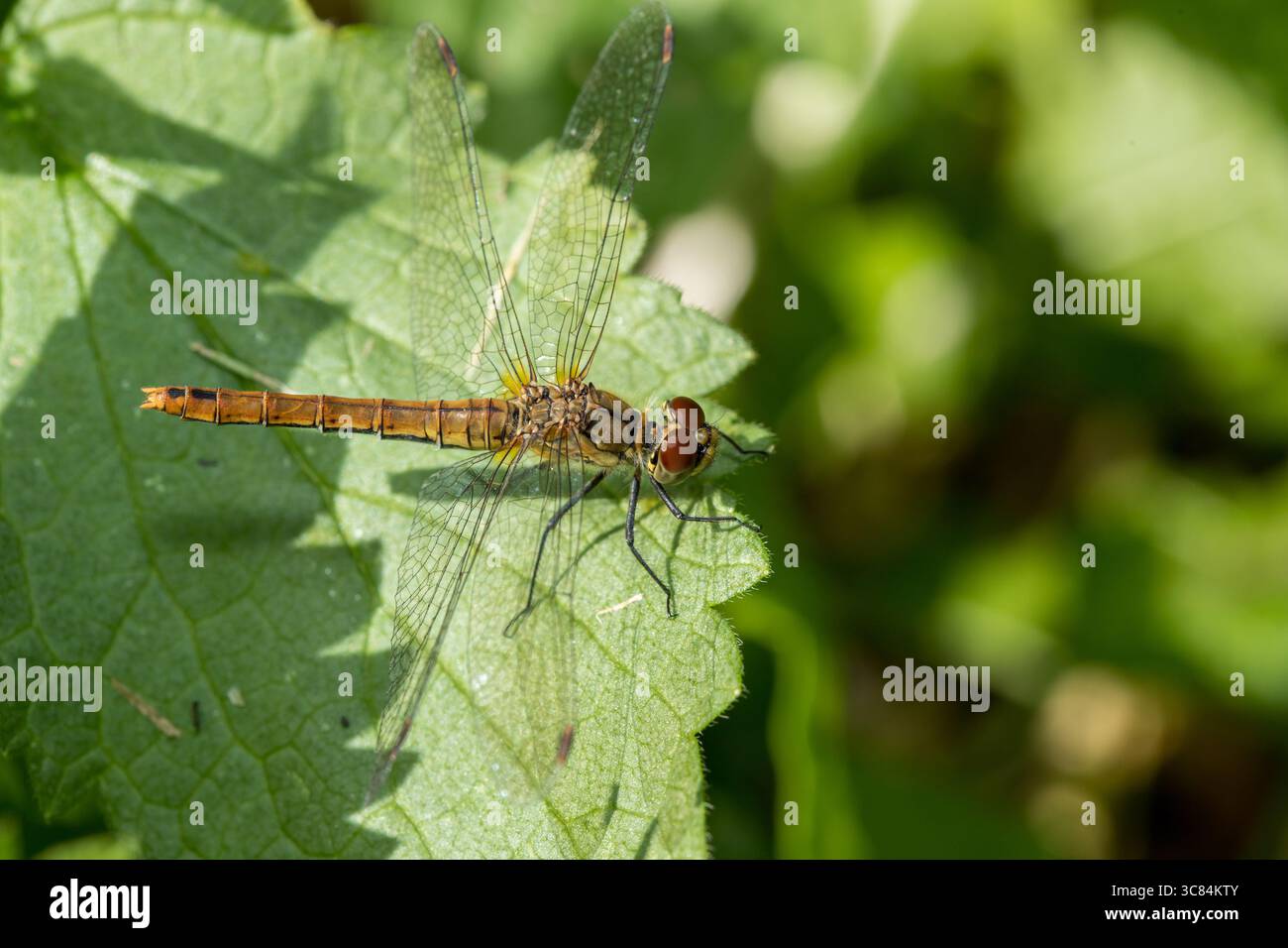 Une libellule verte et orange repose sur une feuille verte vibrante, ses yeux composés rouges attrapant la lumière chaude du soleil d'été Banque D'Images