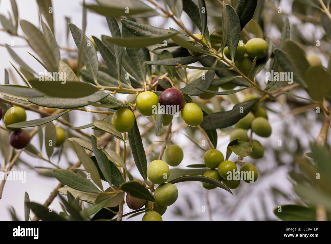 Gros plan d'une branche d'olivier avec des olives mûres. Automne à Cerje, Slovénie Banque D'Images Gros plan d'une branche d'olivier avec des olives mûres. Automne à Cerje, Slovénie Banque D'Images