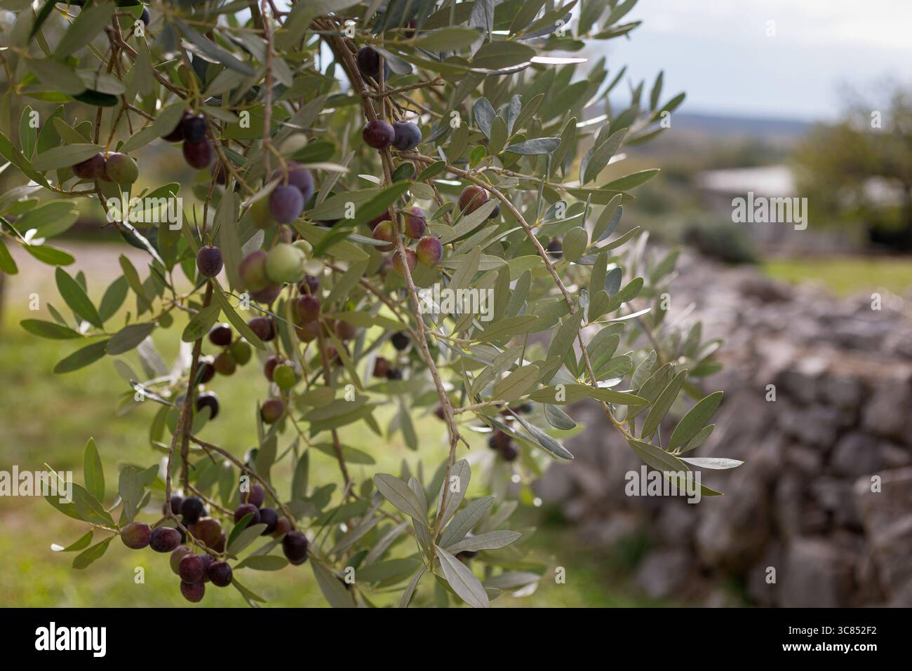 Gros plan d'une branche d'olivier avec des olives mûres. Automne à Cerje, Slovénie Banque D'Images Gros plan d'une branche d'olivier avec des olives mûres. Automne à Cerje, Slovénie Banque D'Images