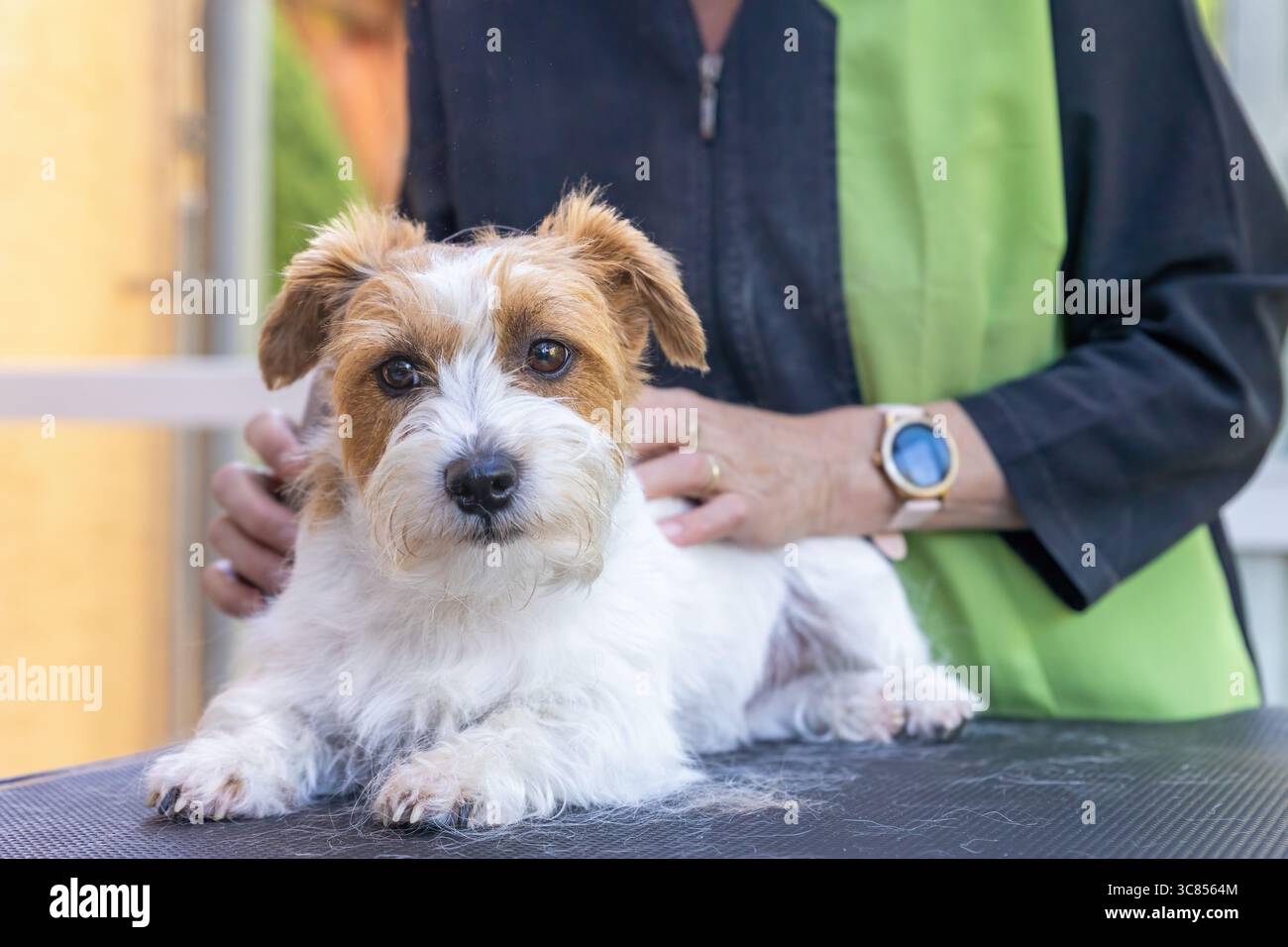 Gros plan vue de face du chien Jack Russell soigné par une pierre de taille. Horizontalement. Banque D'Images
